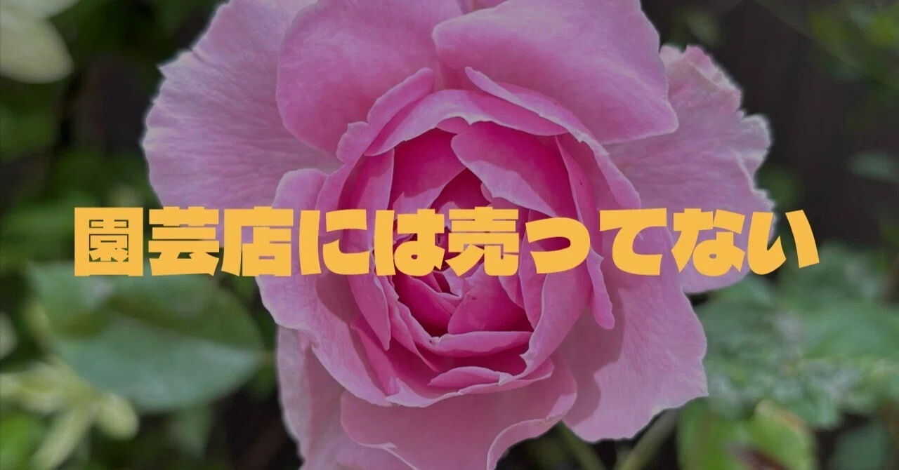 河本バラ園の【ラ・トワール】シリーズ｜sou｜バラのお話🌹