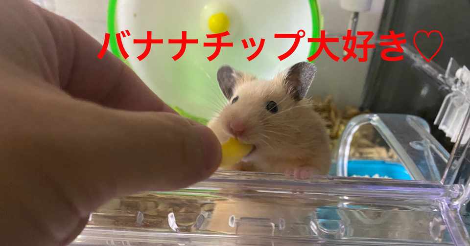 ハムスター飼育日記56日目 2020 6 20 サトウショウヘイ Note
