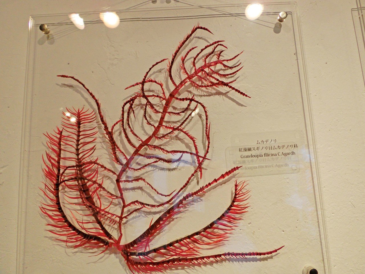 海藻作品 水族館からの依頼で制作 予想以上の完成度でビックリさせてしまったようです 我流切紙人 ペーパーアーティスト Note
