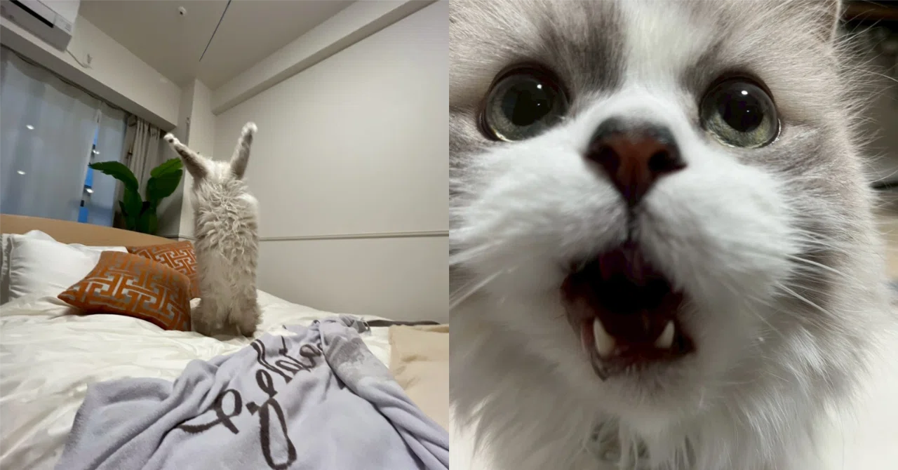旅行などで家を空ける時のしゃけちゃんのお留守番が気になっています 