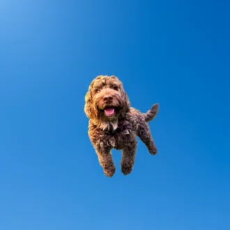 利良れれ