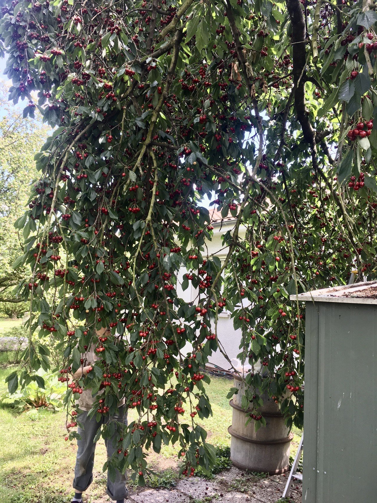 フランスでさくらんぼ狩り初体験 モト Note フランスでさくらんぼ狩り初体験 モト Note