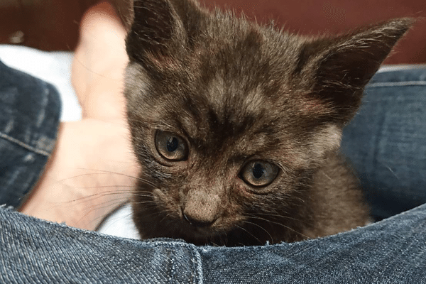 ヌコ様 の新着タグ記事一覧 Note つくる つながる とどける ヌコ様 の新着タグ記事一覧 Note つくる つながる とどける