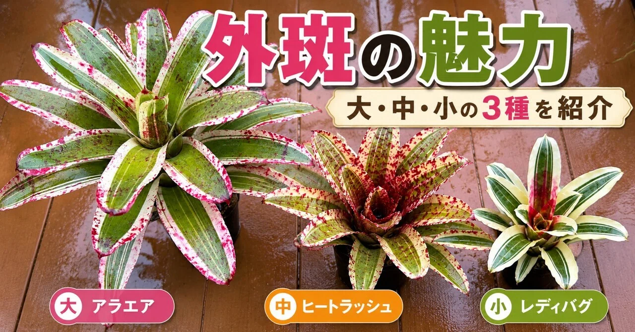 ネオレゲリアの外斑3種｜大・中・小を紹介します｜Pupラボ