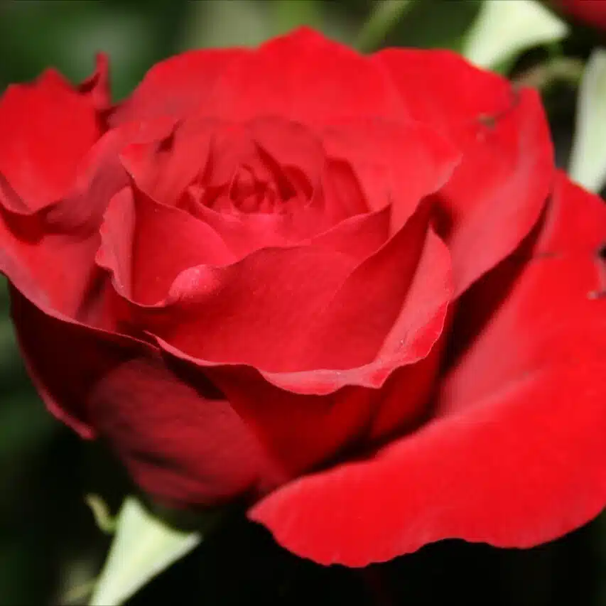 はな🌹