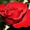 はな🌹