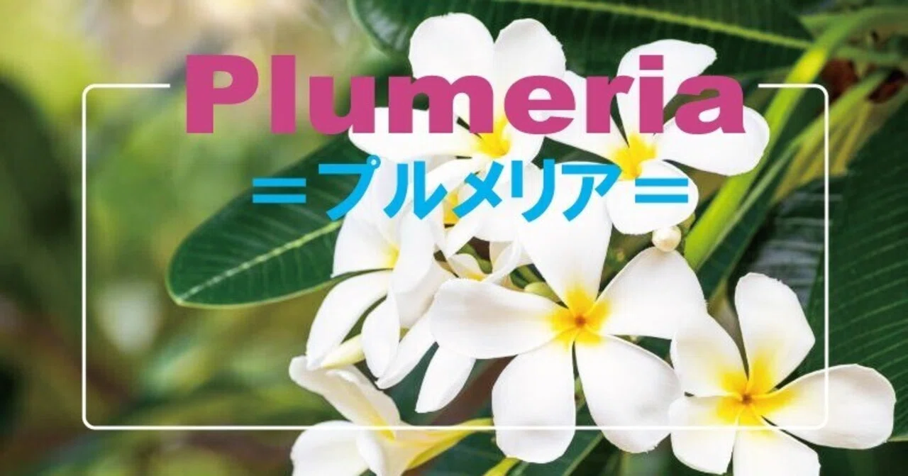 プルメリア確認用 Plumeria（プルメリア）｜Strawberry Fields