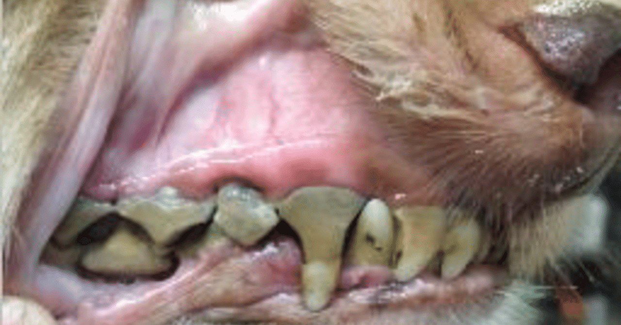 犬の歯周病は最も優先して取り組むべき病気 ドクター新海 Note