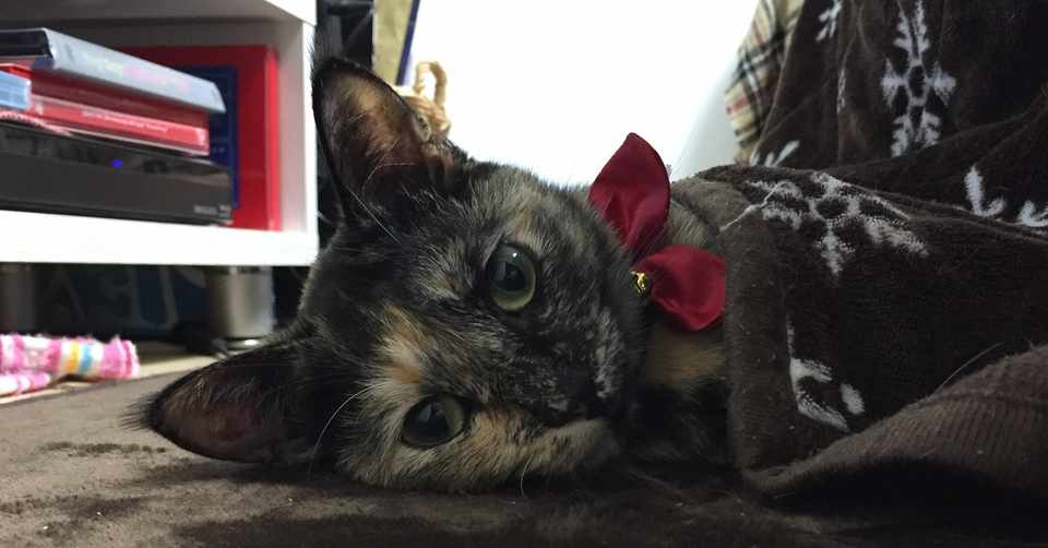 保健所猫のおはぎちゃん むんちゃん Note