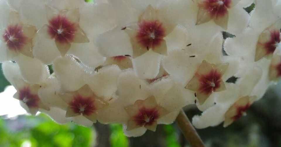 昨日咲いたサクラランの花言葉は 人生の門出 満足 すきモノ暮らし ココ Note