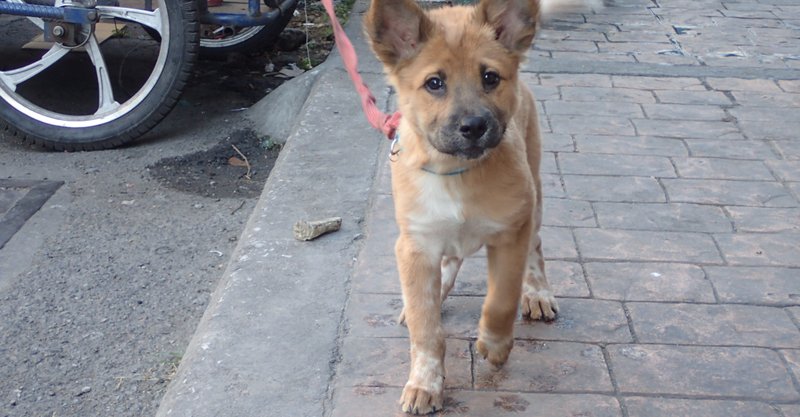 中国よくある犬猫の名前 Shichuan Note