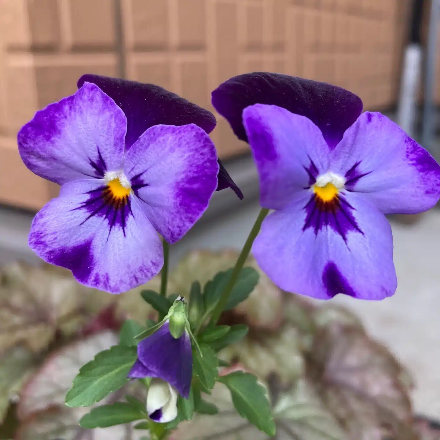 しの｜花とよりみち