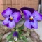 しの｜花とよりみち