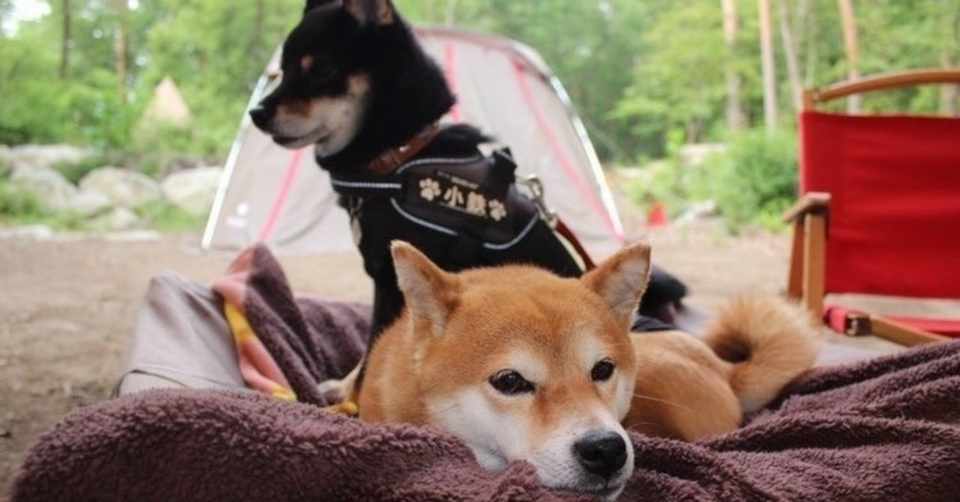 自己紹介 犬連れキャンプでの便利グッズpart1 Paw Campers Note