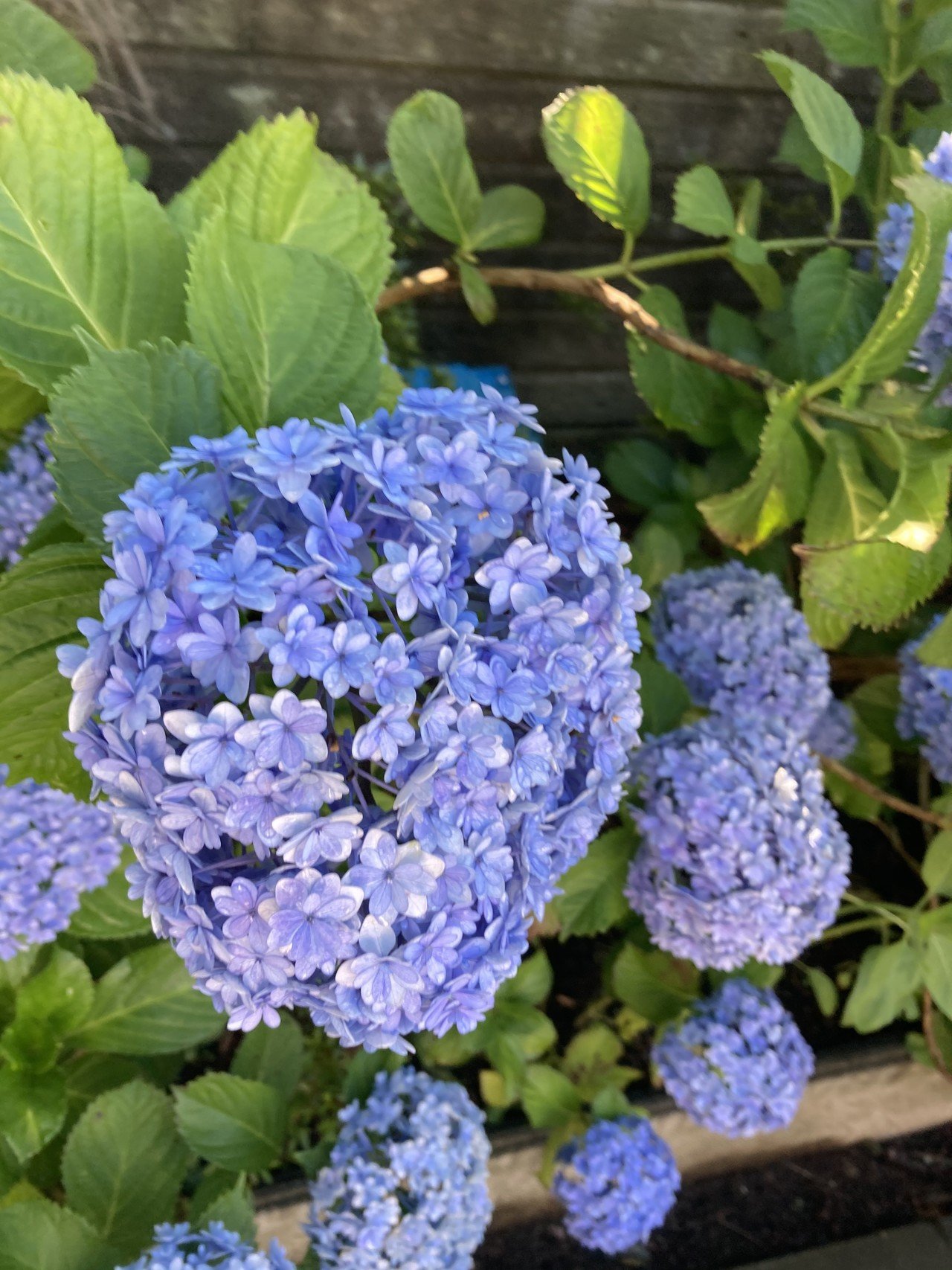この時期だけ毎年のように咲く花 Sakakiclinic Note この時期だけ毎年のように咲く花 Sakakiclinic Note