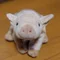 うさぎを飼ったら、名前はじゅんいち