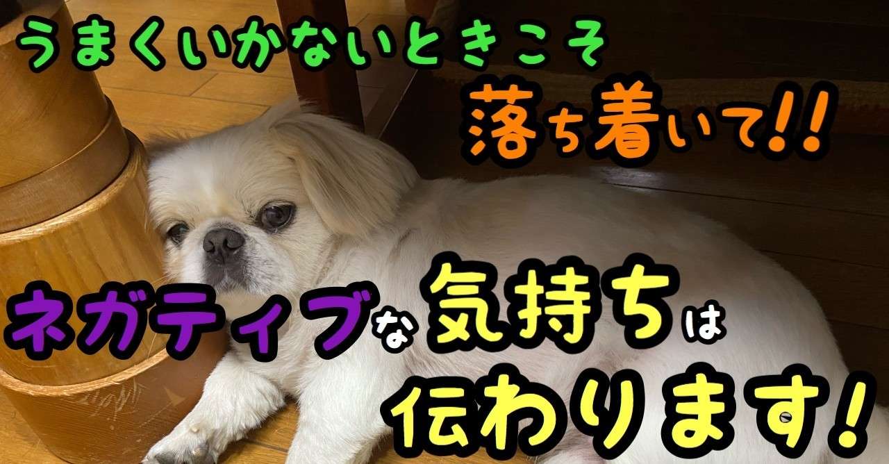 何でうまくいかないの って思ったら深呼吸 ネガティブな気持ちは犬に伝わる ドッグライフサポーター 獅子パパ Note