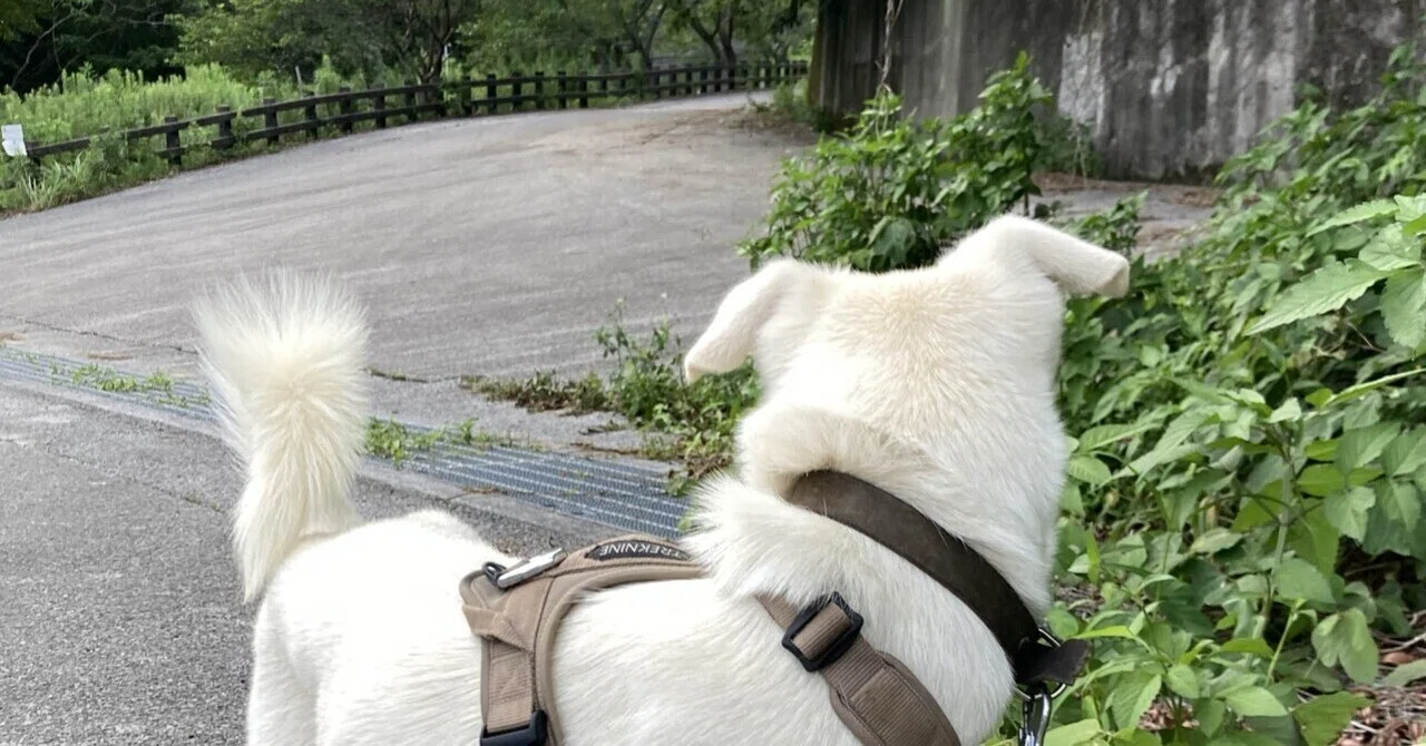 犬を飼うと健康もセットでついてきます。｜タピ日記｜ 山犬倶楽部