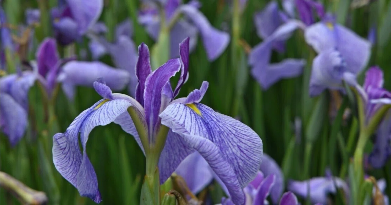 金沢で満開の花菖蒲を求めてカメラさんぽ Z5Ⅱ｜kenken