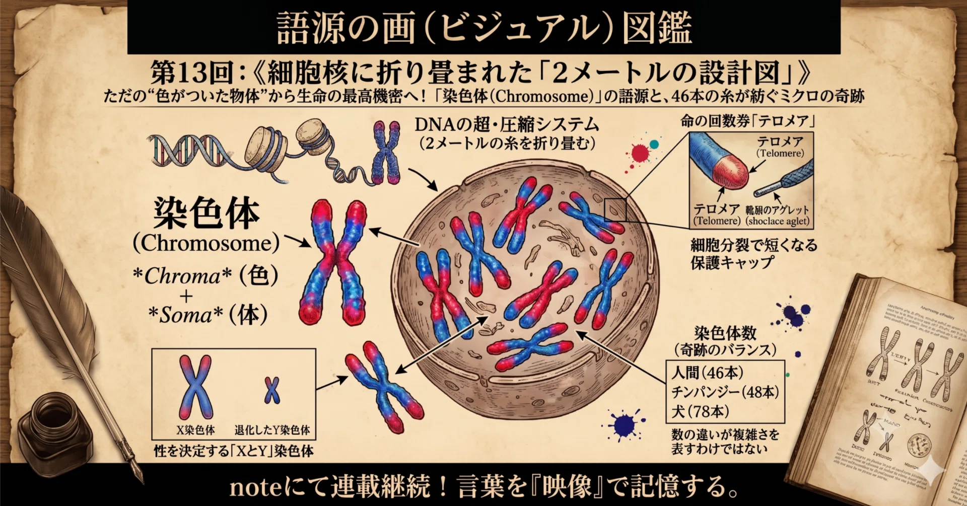 語源の画図鑑】第13回：《細胞核に折り畳まれた「2メートルの設計図