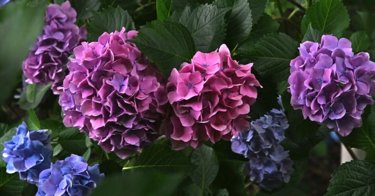 金沢で満開の紫陽花を求めてカメラさんぽ Z5Ⅱ｜kenken