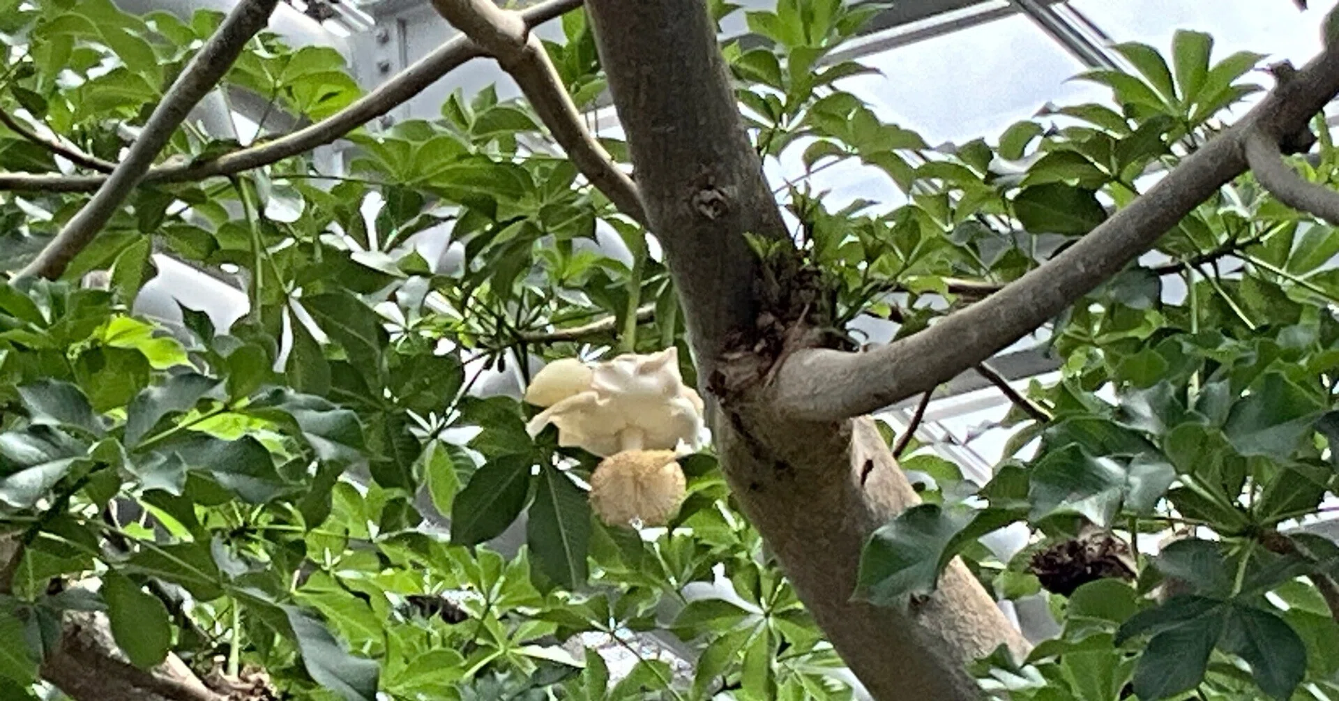 アフリカバオバブの開花（京都府立植物園）：2026年6月22日（月