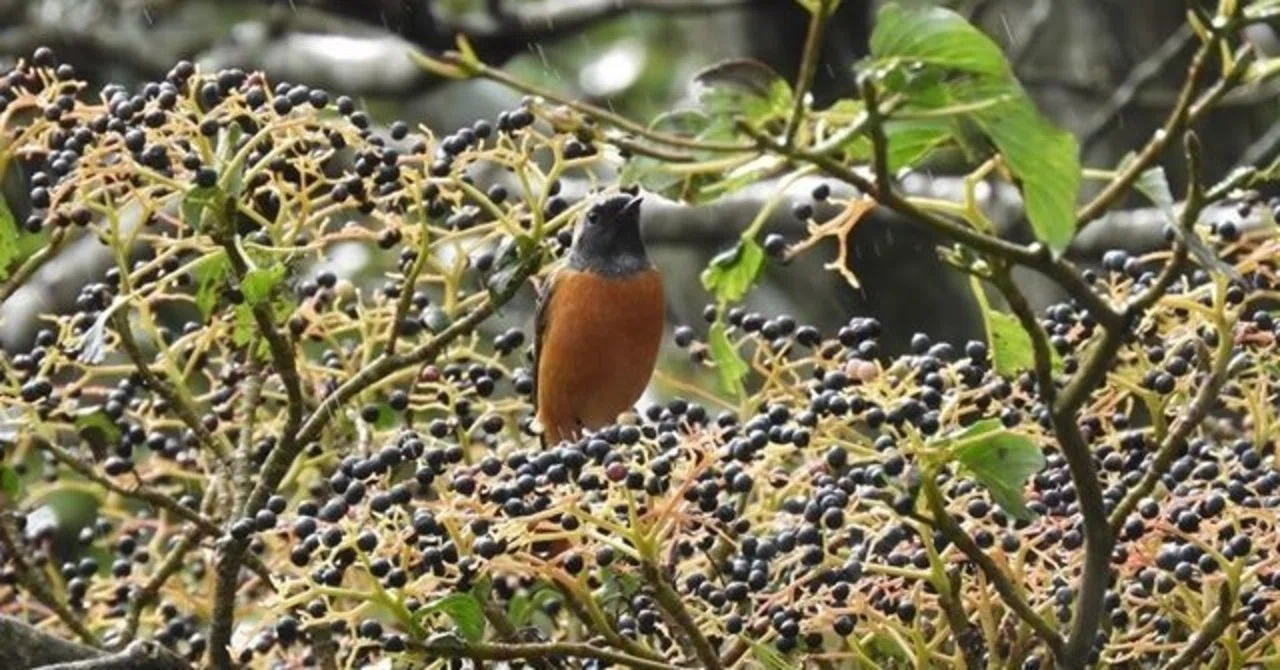 大山の鳥たち・ジョウビタキの話。｜大山ゲストハウス寿庵