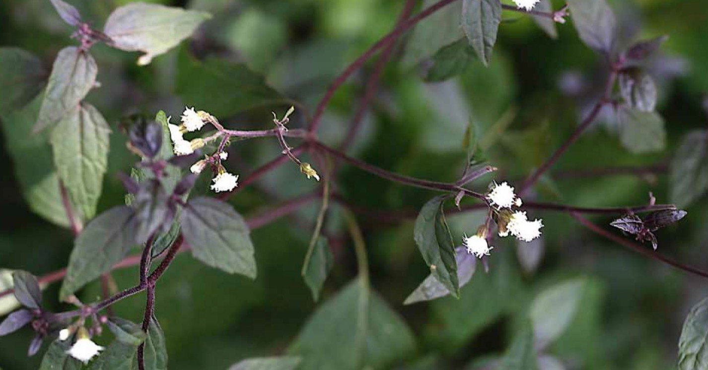 ゆ の花 Taku Note ゆ の花 Taku Note