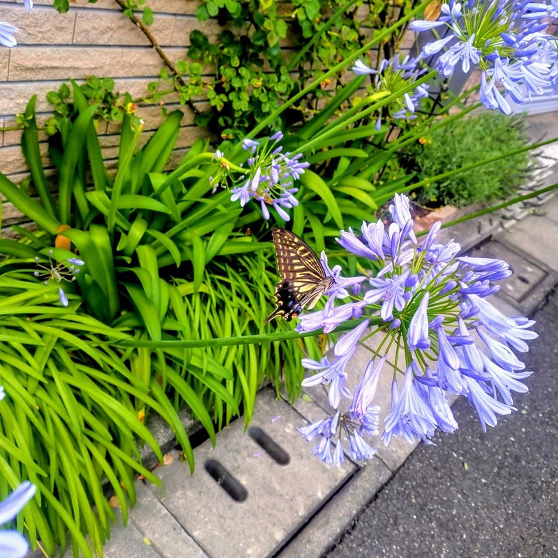 揚羽蝶と紫君子蘭 円衣めがね Note