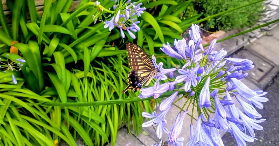 揚羽蝶と紫君子蘭 円衣めがね Note