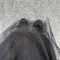 おしわた