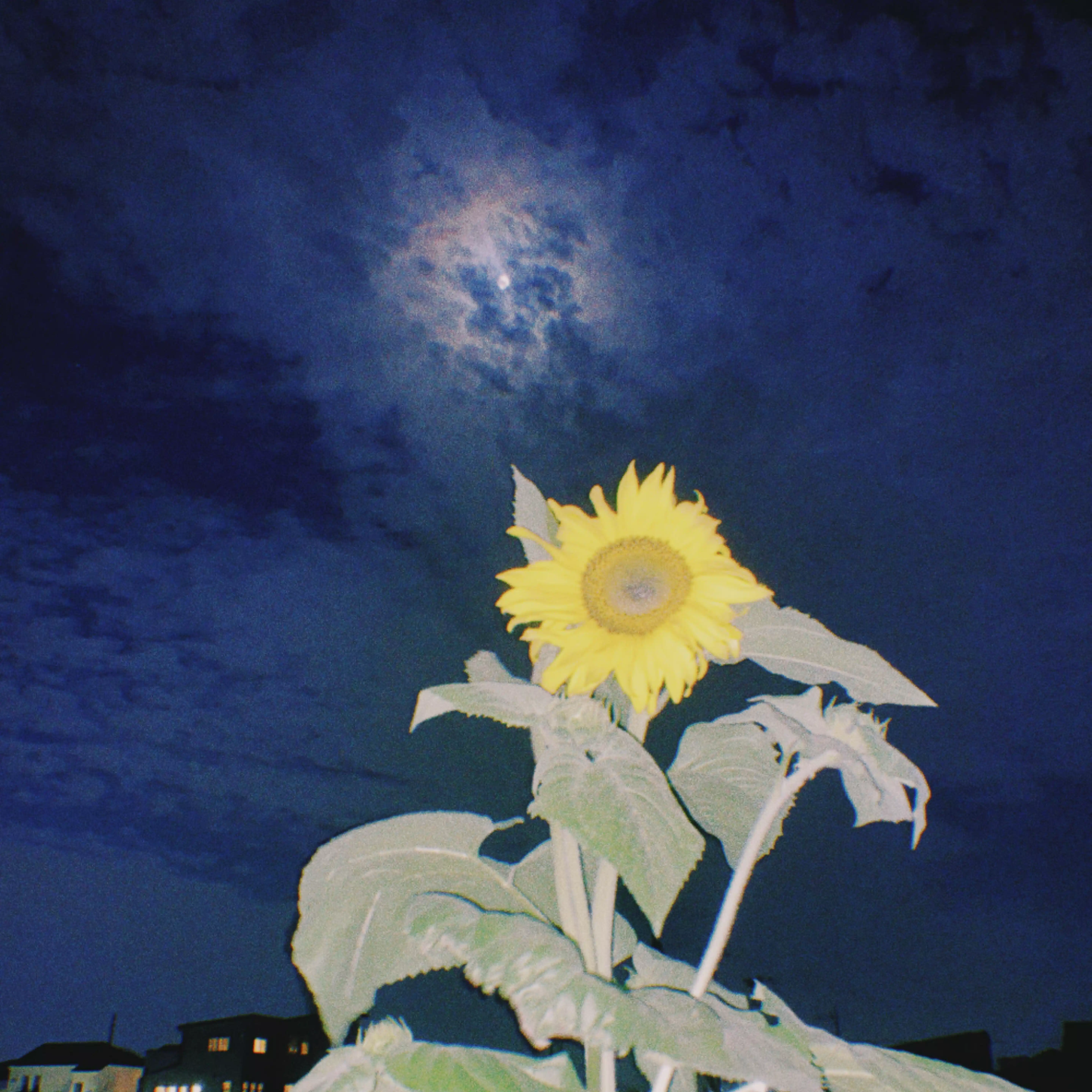 花菜