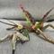 昆虫情報置き場「ともたん」