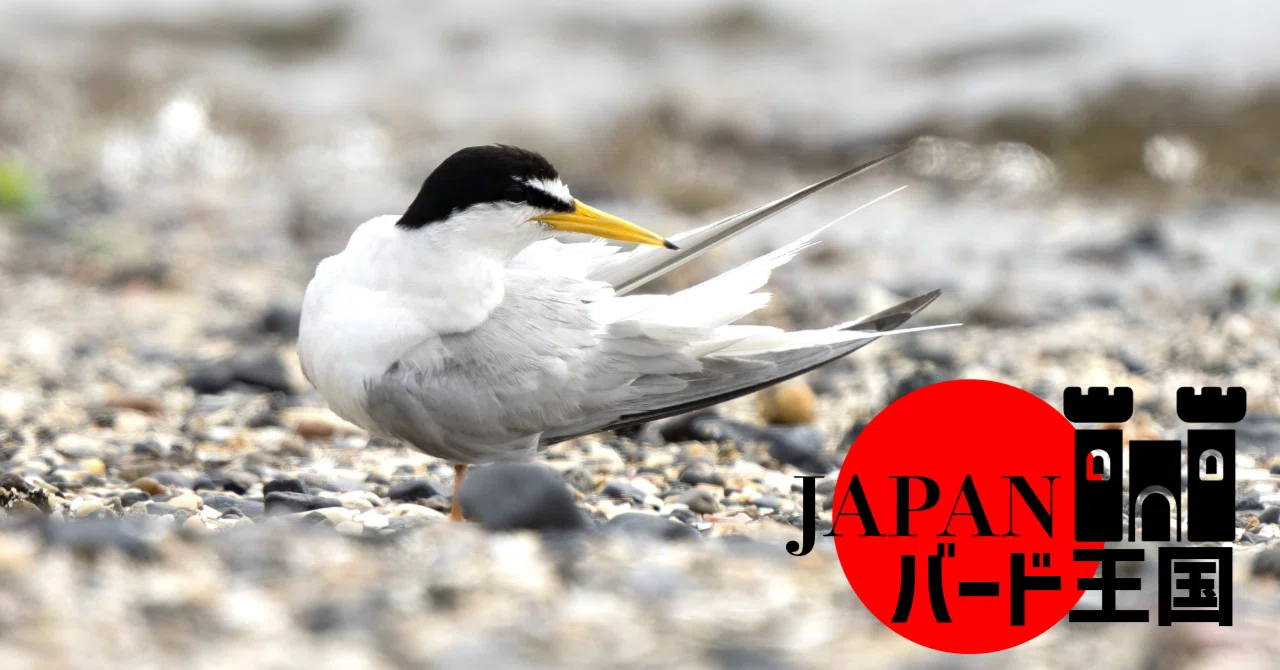 Highly Susceptible to Human Activity! The Endangered Little Tern