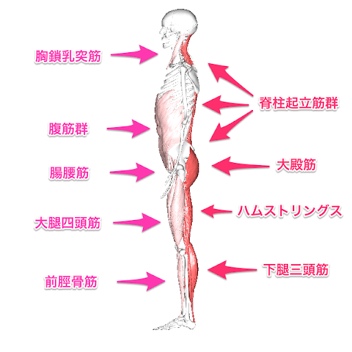 抗重力筋