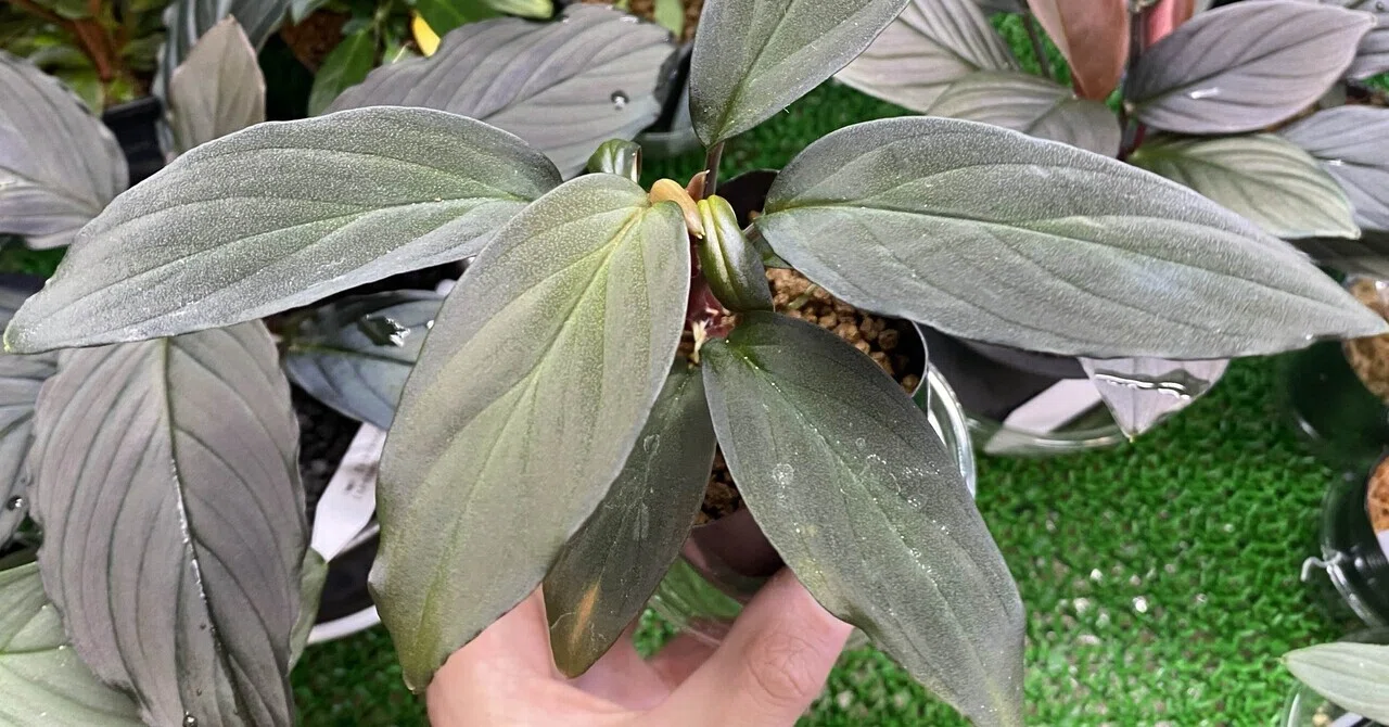 Homalomena hyb.011【RNG2507-f1】 Homalomena hyb.011【RNG2507-f1