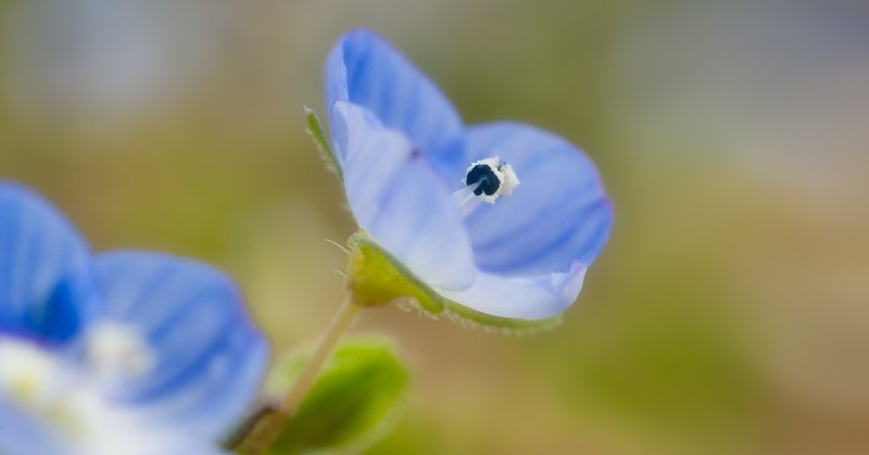 青系の花 やり直し T Koba Note 青系の花 やり直し T Koba Note
