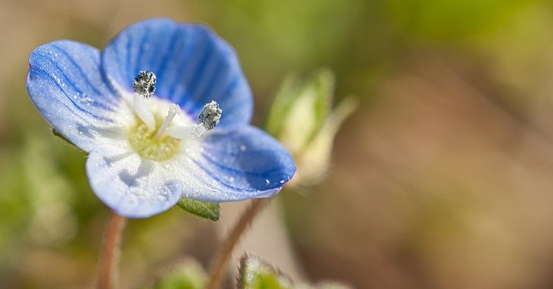 青系の花 やり直し T Koba Note 青系の花 やり直し T Koba Note