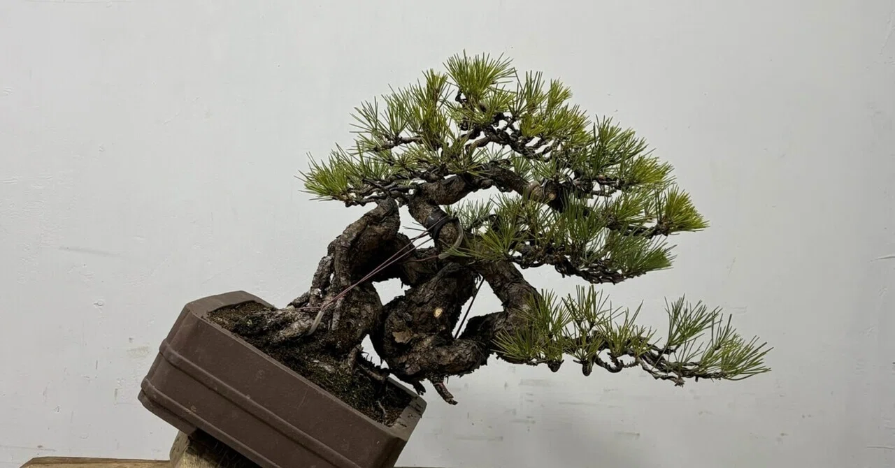 How to Create a Japanese Black Pine by Leveraging the Beauty of