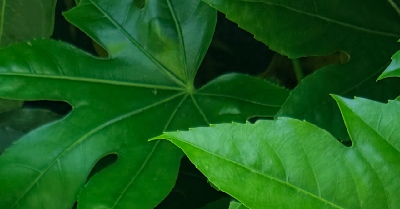 ヤツデ』 かつて、この植物についていた『○殺』の名とは？｜EGGSEED