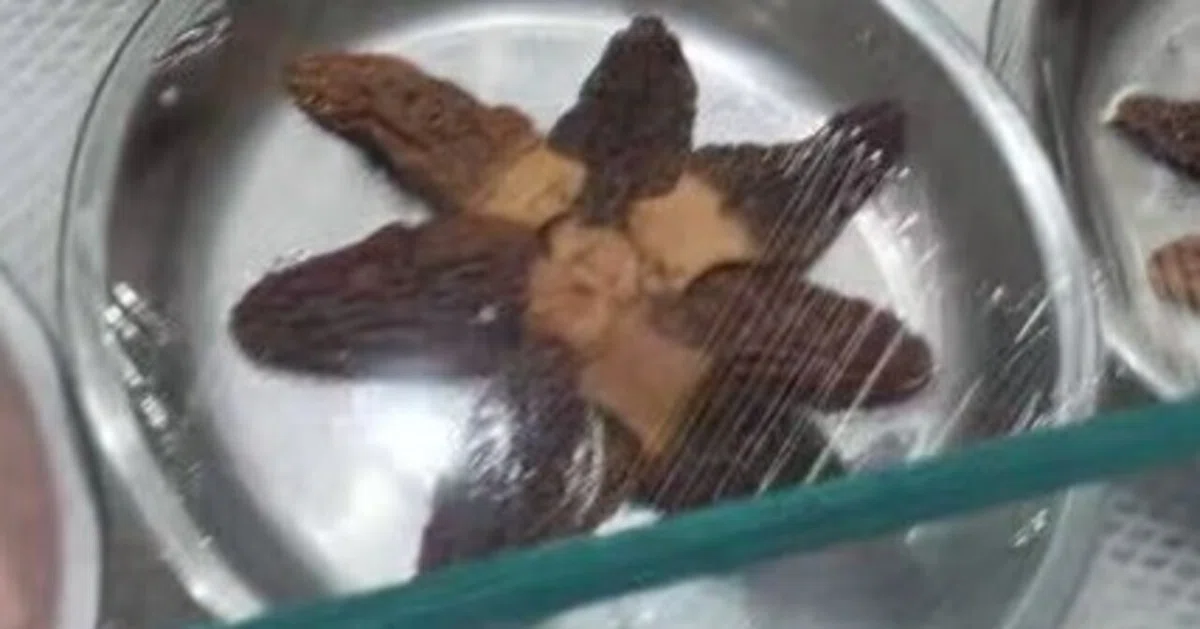 èŠåºãç»å