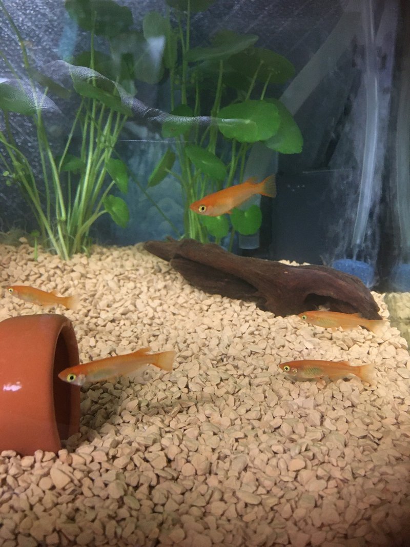 No 4 水換えとメダカの産卵 アクアポニックス 水槽初心者 Note