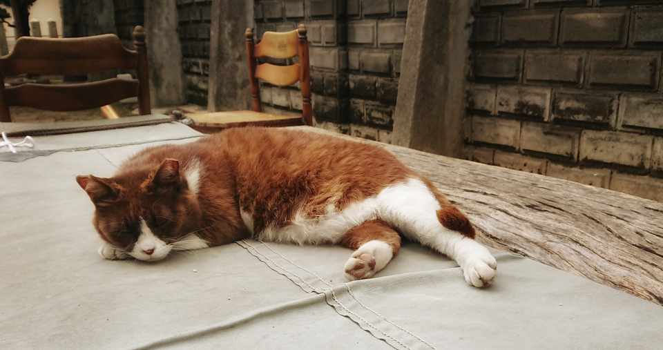 神社からの歓迎サイン 動物が現れる で猫 そして猫 Machumi Note