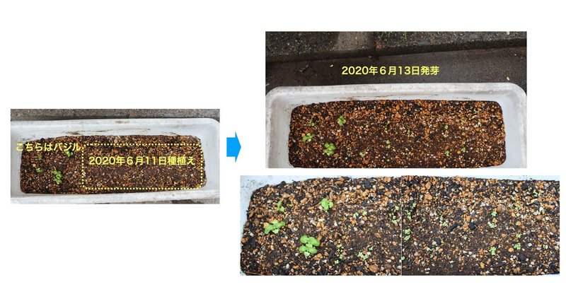 ベビーリーフ年2つ目のプランターも順調です グローバルこうちゃん Note ベビーリーフ年2つ目のプランターも順調です グローバルこうちゃん Note