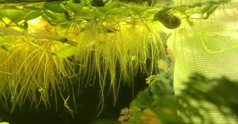 三週間で浮き草がすごいことになってた ゆーいちの水槽部屋 Note