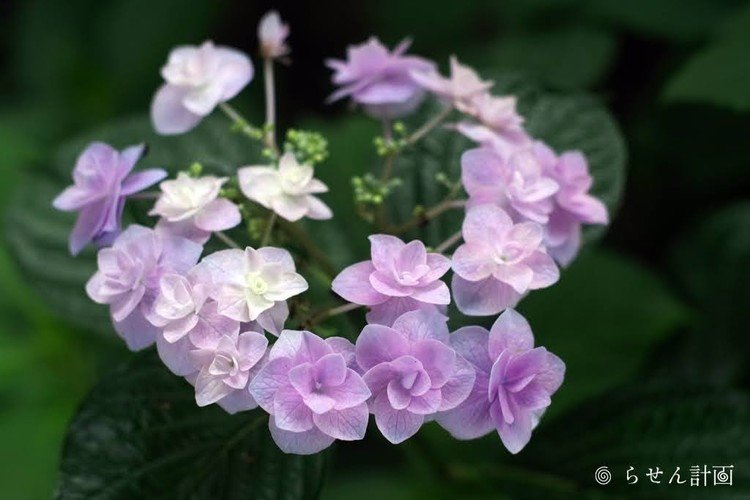 でかける度にきれいな紫陽花に出会う。