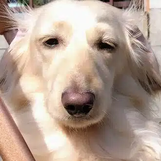 ぽんぽん