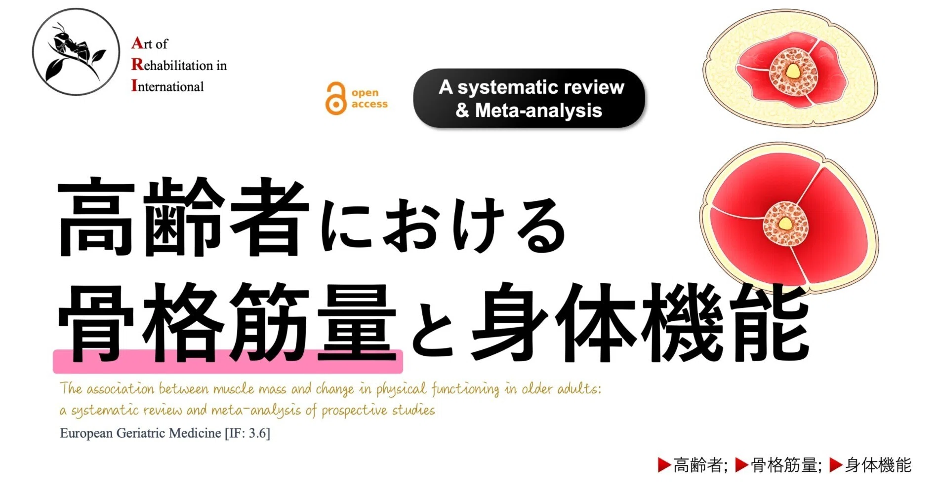 高齢者における骨格筋量と身体機能の関連｜Super Human | 理学療法士