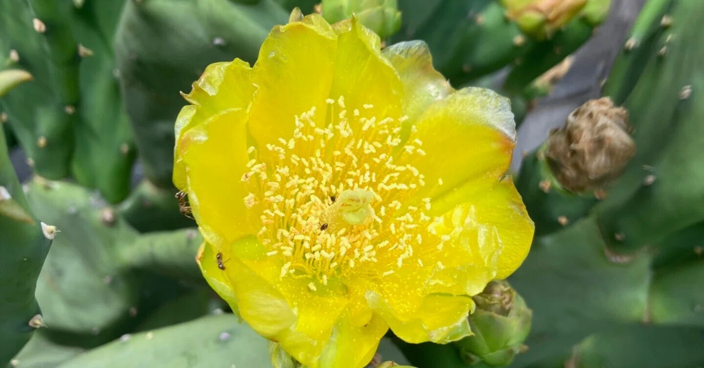 花サボテン 暮らしに寄り添う、サボテン｜tuzuku