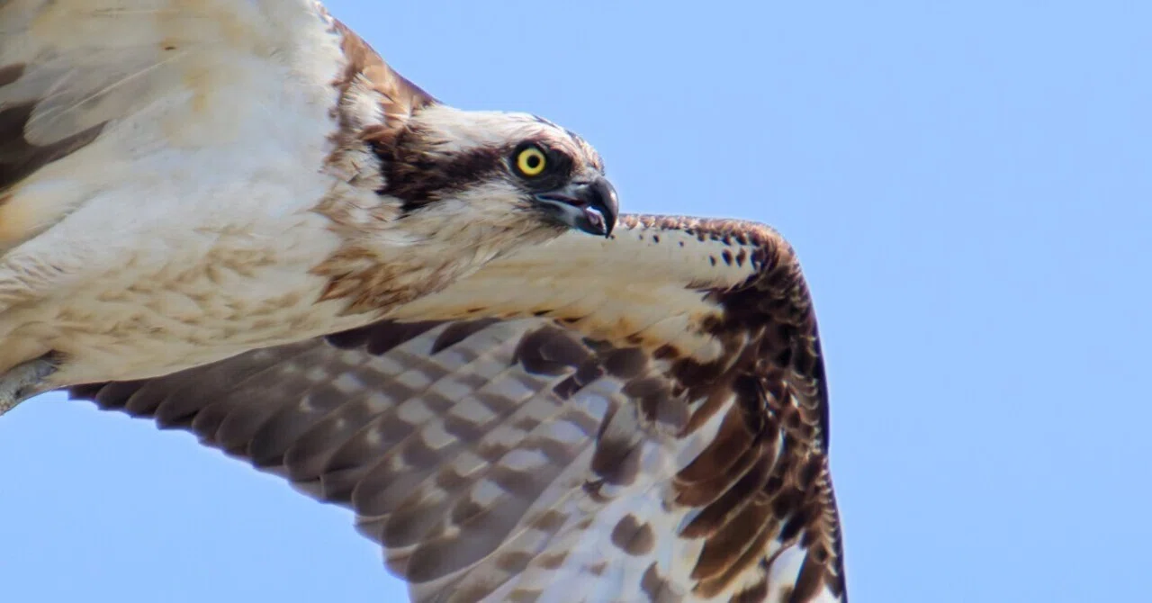 マイクロフォーサーズ2倍テレコンの実力を野鳥撮影で検証してみた│50